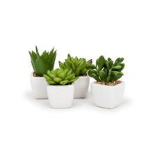 Charger l'image dans la galerie, Mini plantes succulentes (3 styles restants !)