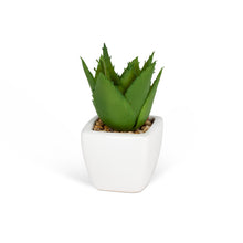 Charger l'image dans la galerie, Mini plantes succulentes (3 styles restants !)