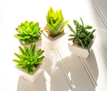 Charger l'image dans la galerie, Mini plantes succulentes (3 styles restants !)