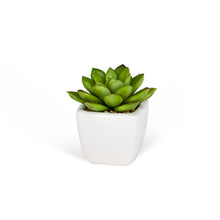Charger l'image dans la galerie, Mini plantes succulentes (3 styles restants !)