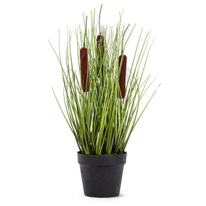 Cattail Grass in Pot