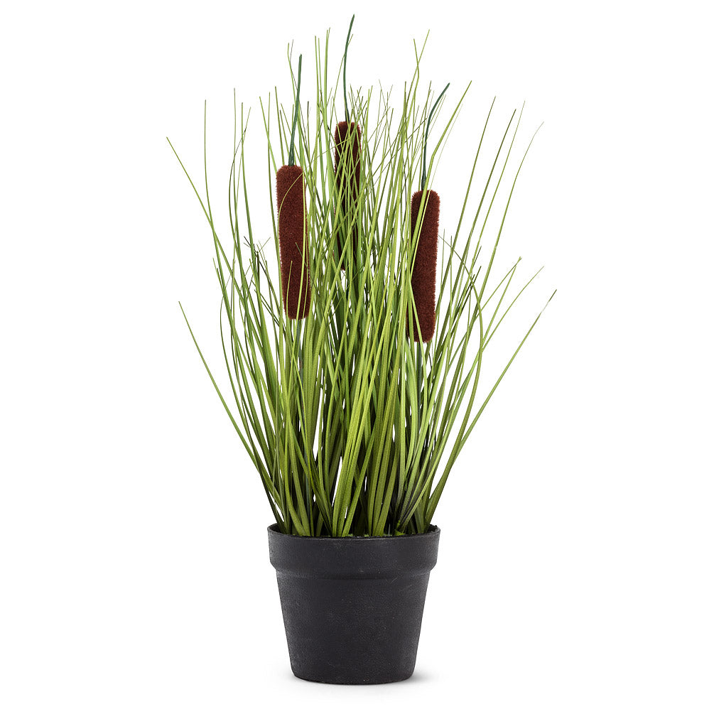Cattail Grass in Pot