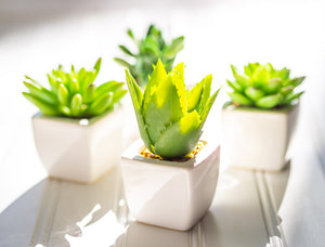 Mini Succulents (3 Styles Left!)