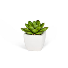 Charger l&#39;image dans la galerie, Mini plantes succulentes (3 styles restants !) 
