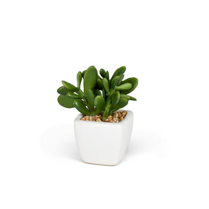 Mini plantes succulentes (3 styles restants !) 