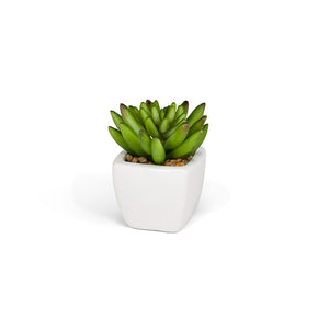 Mini plantes succulentes (3 styles restants !) 