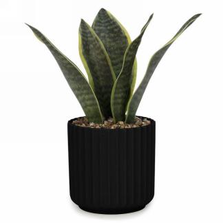 Leaf Plant in Black Ridge Pot