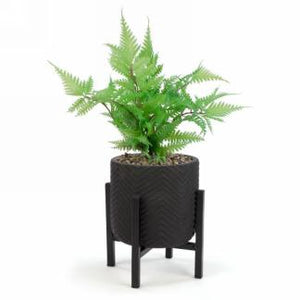 Foliage Plant in Black Pot on Stand