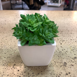 White Potted Plants (6 Options) (Restocked!)