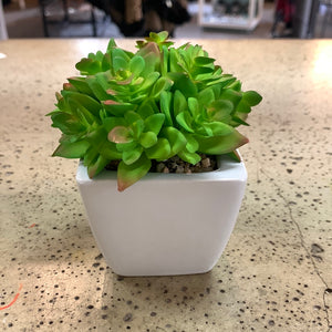 White Potted Plants (6 Options) (Restocked!)