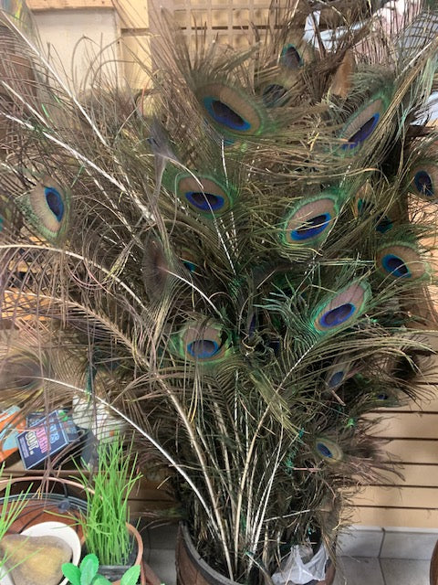 REAL Peacock Feathers